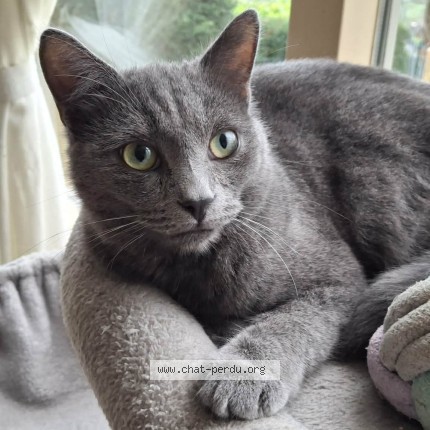 Foto 1/1 Marty Kat vermist in Gemmenich