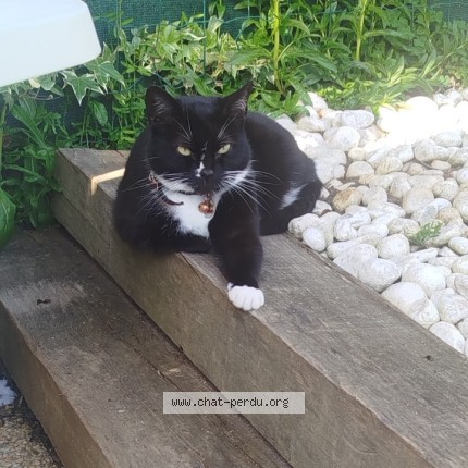 Photo of a cat found in Camlez