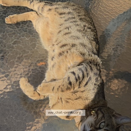 Picture of cat lost at Wentworth Nord