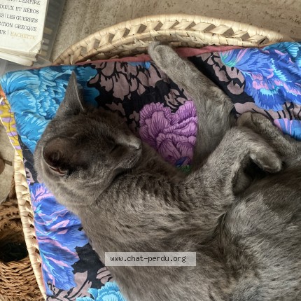 Photo of a cat found in Pouldreuzic