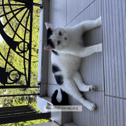 Photo of a cat found in Brest