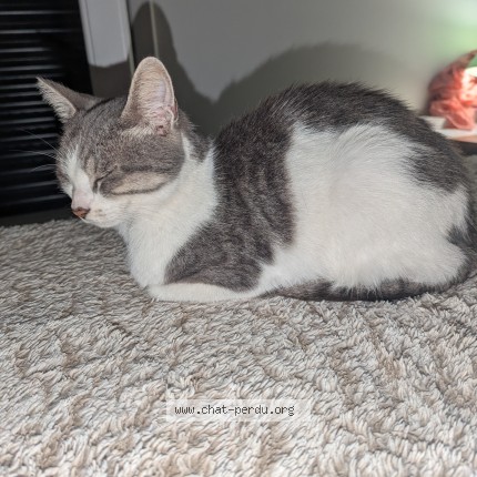 Photo of a cat found in Gretz Armainvilliers