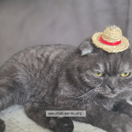 Foto 1/1 mila Kat vermist in Herstal