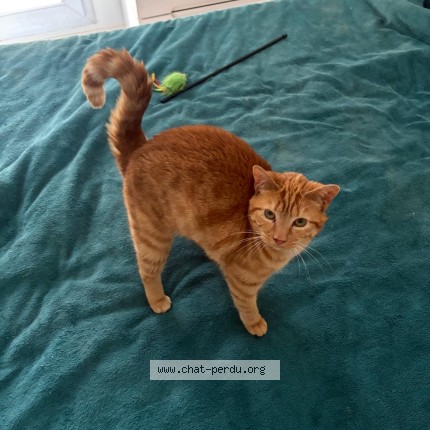 Photo of a cat reunited in Rennes