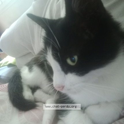 Picture of cat found at Toutry