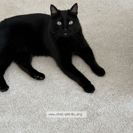 Photo of a cat found in Tournefeuille