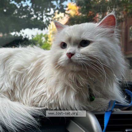 Photo 1/1 Coco Cat lost in Bengaluru
