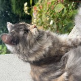 toutchka