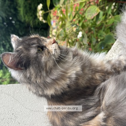 Foto 1/1 toutchka Kat vermist in Bruxelles