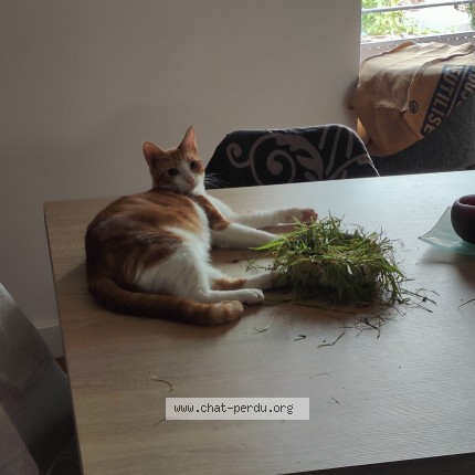 Photo of a cat found in Chereng