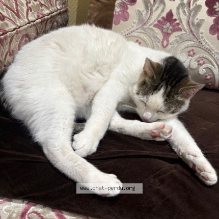 Foto 1/1 Marco Kat vermist in Ixelles