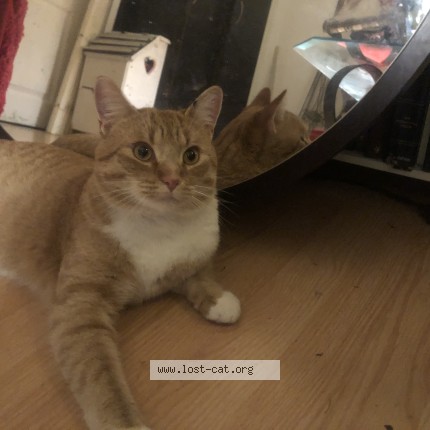 Picture of cat lost at Fort Mcmurray