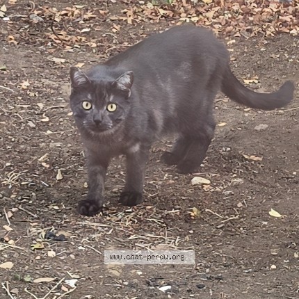 Foto 1/1 Kat gevonden Gevonden in Athus