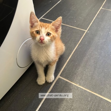 Photo of a cat found in Ivry Sur Seine