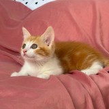 Ginger
