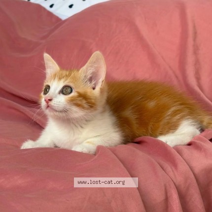 Foto 1/1 Ginger Kat vermist in Saint Joost Ten Node