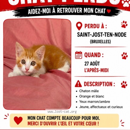 Foto 2/2 Ginger Kat vermist in Saint Joost Ten Node
