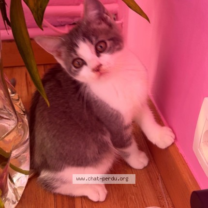 Foto 1/3 Maëra Kat vermist in Bruxelles