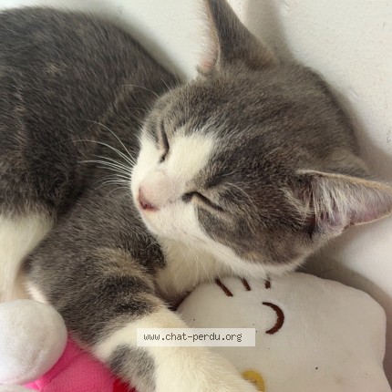 Foto 2/3 Ma&euml;ra Kat vermist in Bruxelles