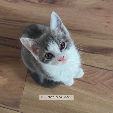 Foto 3/3 Ma&euml;ra Kat vermist in Bruxelles