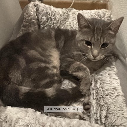 Foto 1/1 Kat gevonden Gevonden in Mont Sur Marchienne