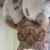 Miko