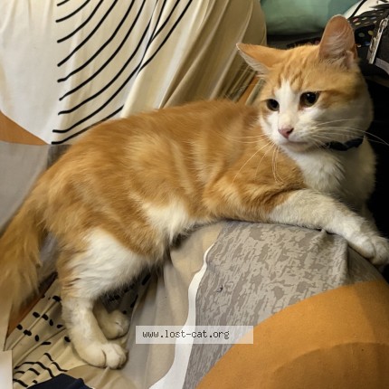 Picture of cat lost at Sunrise