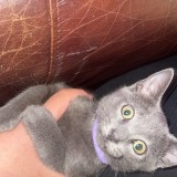 Diva