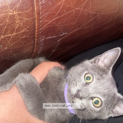 Photo 1/1 Diva Cat lost in Louisville