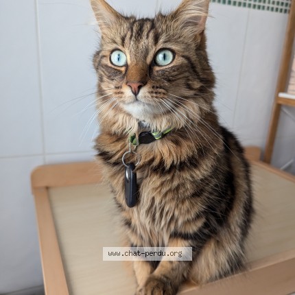 Photo of a cat found in Villepinte