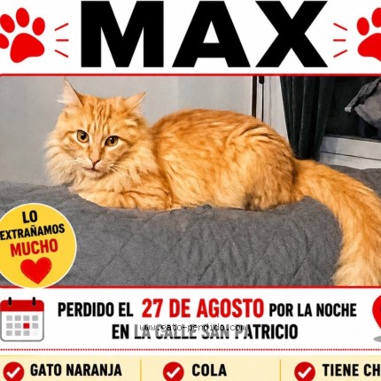 Photo of a cat found in El Casar De Escalona