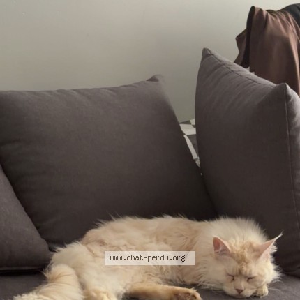 Foto 1/1 apatchi Kat vermist in Liege