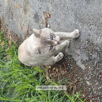 Foto 1/1 Kat gevonden Gevonden in Wezembeek Oppem