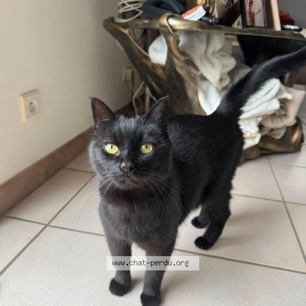 Photo of a cat found in Sabran