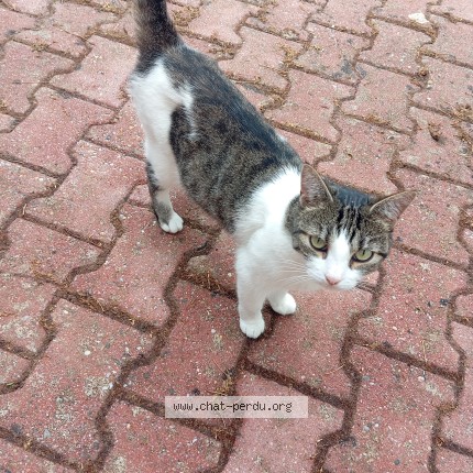Photo of a cat found in La Lande De Fronsac