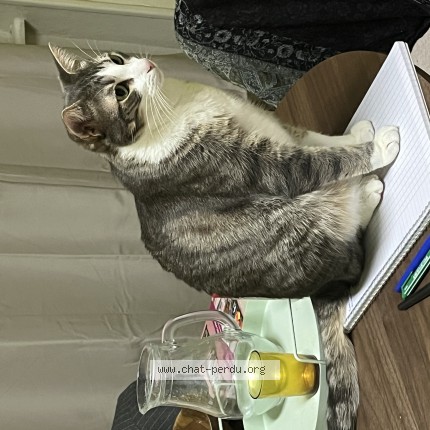 Photo of a cat found in Saint Priest