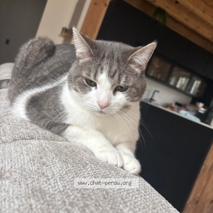 Foto 1/4 Gustave Kat vermist in Silly Graty