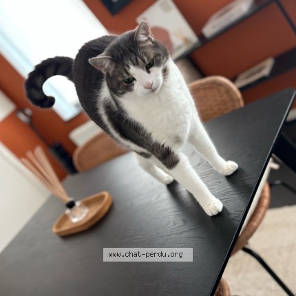Foto 2/4 Gustave Kat vermist in Silly Graty