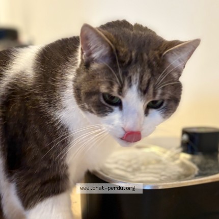 Foto 3/4 Gustave Kat vermist in Silly Graty