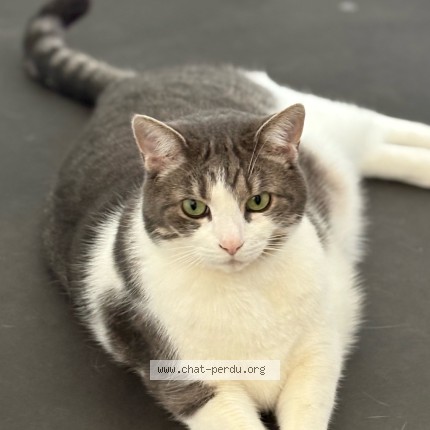 Foto 4/4 Gustave Kat vermist in Silly Graty