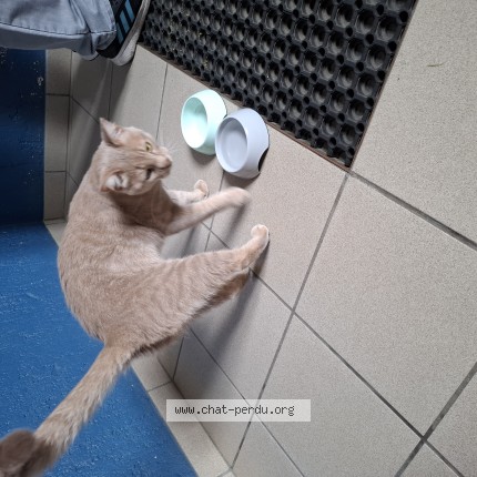 Foto 1/1 Gefundene Katze Gefunden in Luxembourg