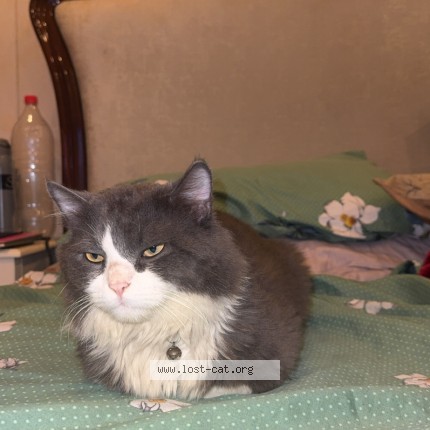 Photo 1/1 Harry Cat lost in Lahide