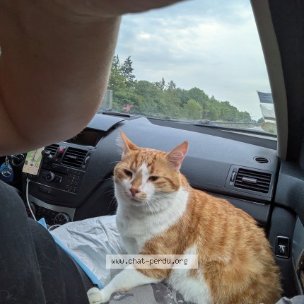 Foto 1/1 titi Katze verloren in Dorfen