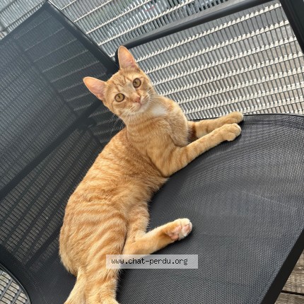 Foto 1/1 Arès Kat vermist in Mettet