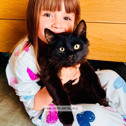 Foto 1/1 OREO Kat vermist in Sirault