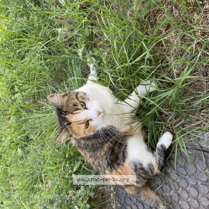 Foto 1/1 Gefundene Katze Gefunden in Renens