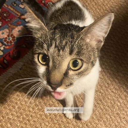 Photo of a cat found in Agen