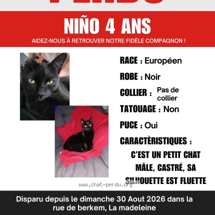 Photo of a cat found in La Madeleine Nord Hauts De Fra