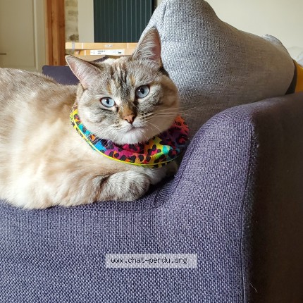 Photo of a cat found in Gannay Sur Loire