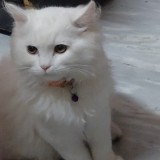 snow